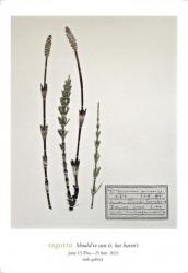 Equisetum arvense 2023